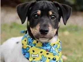 Cachorro raça SRD  idade 2 a 6 meses nome Fred 