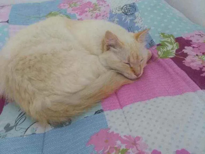 Gato ra a Viralata idade 5 anos nome Mia