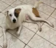Simon