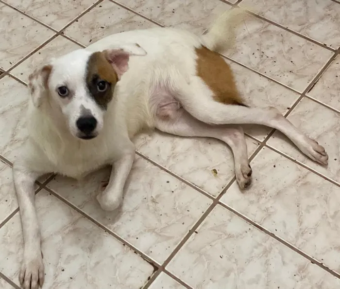 Cachorro ra a SRD idade 1 ano nome Simon