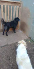 Pretinho e Marlon