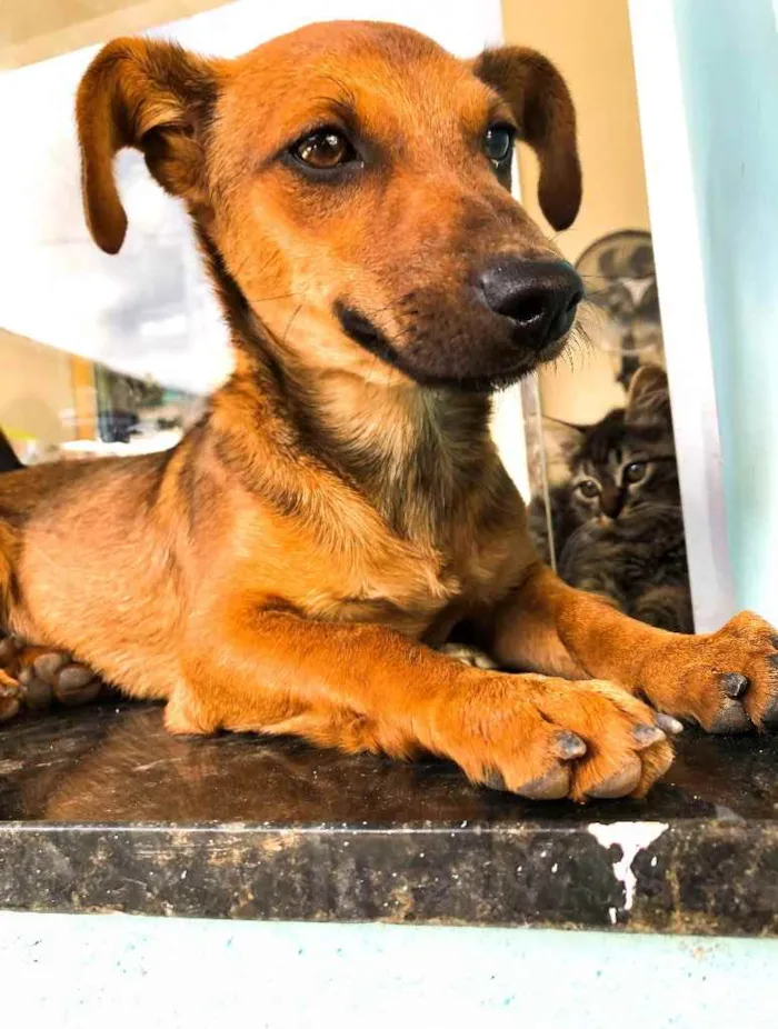 Cachorro raça Sem raça definida idade 2 a 6 meses nome Belinha