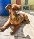 Belinha
