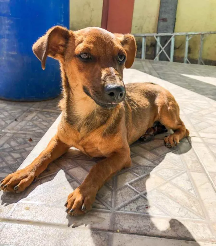 Cachorro raça Sem raça definida idade 2 a 6 meses nome Belinha
