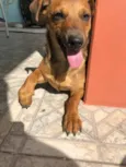 Belinha