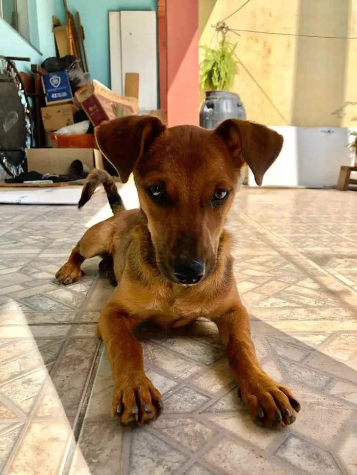 Cachorro raça Sem raça definida idade 2 a 6 meses nome Belinha