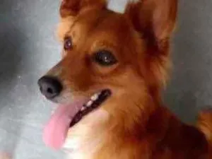 Cachorro raça Srd idade 1 ano nome Gold lindo demais 