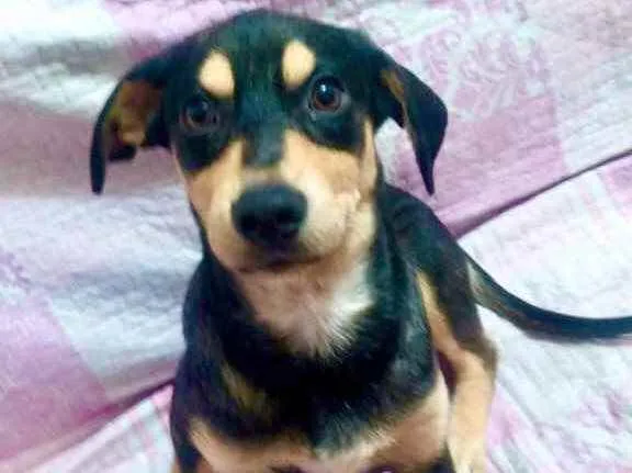 Cachorro raça Srd idade 2 a 6 meses nome Léo bebê lindo 