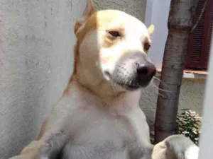 Cachorro raça Srd idade 1 ano nome Trovão bonzinho 