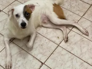 Cachorro raça SRD idade 1 ano nome Simon