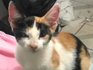 Gato raça Vira-lata idade Abaixo de 2 meses nome Não colocamos ainda