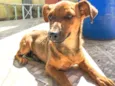 Belinha
