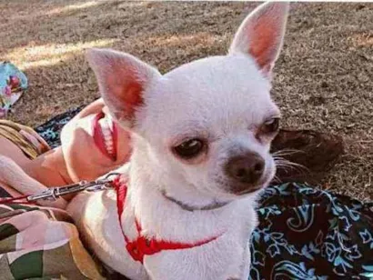 Cachorro raça Chihuahua idade 2 anos nome Odin