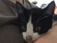 Noni