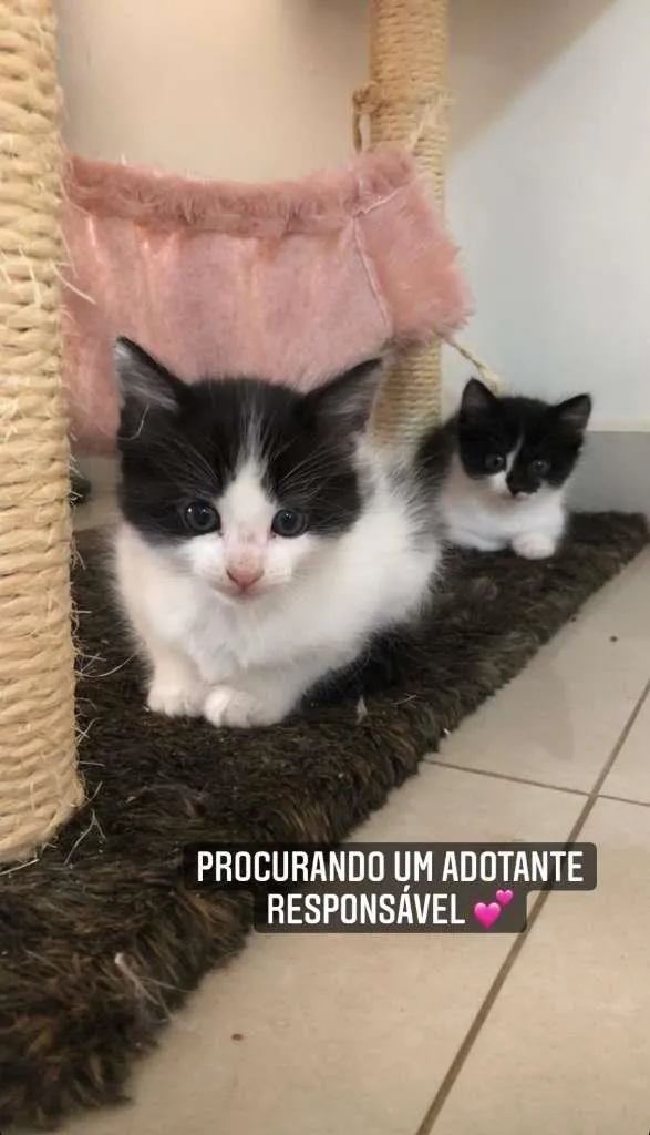 Gato ra a SRD-ViraLata idade Abaixo de 2 meses nome filhotes