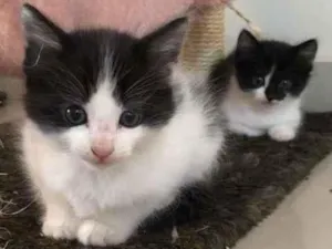 Gato raça SRD-ViraLata idade Abaixo de 2 meses nome filhotes