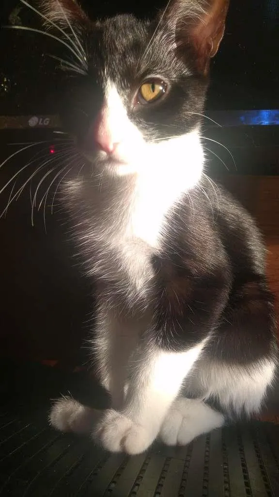 Gato ra a Não tem idade 2 a 6 meses nome Não tem