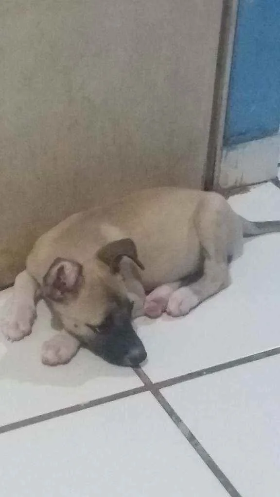 Cachorro ra a Indefinida  idade 2 a 6 meses nome Miny e Meg  