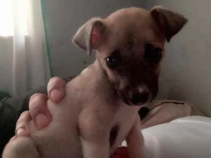 Cachorro ra a Indefinida  idade 2 a 6 meses nome Miny e Meg  