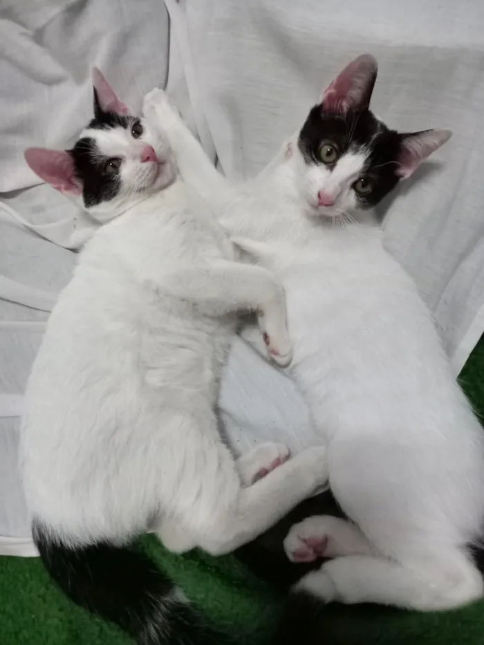 Gato ra a Viralata idade 2 a 6 meses nome Peter e May