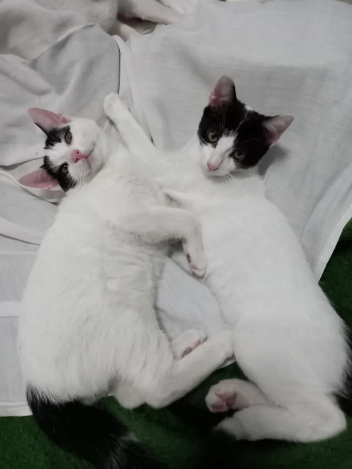 Gato ra a Viralata idade 2 a 6 meses nome Peter e May