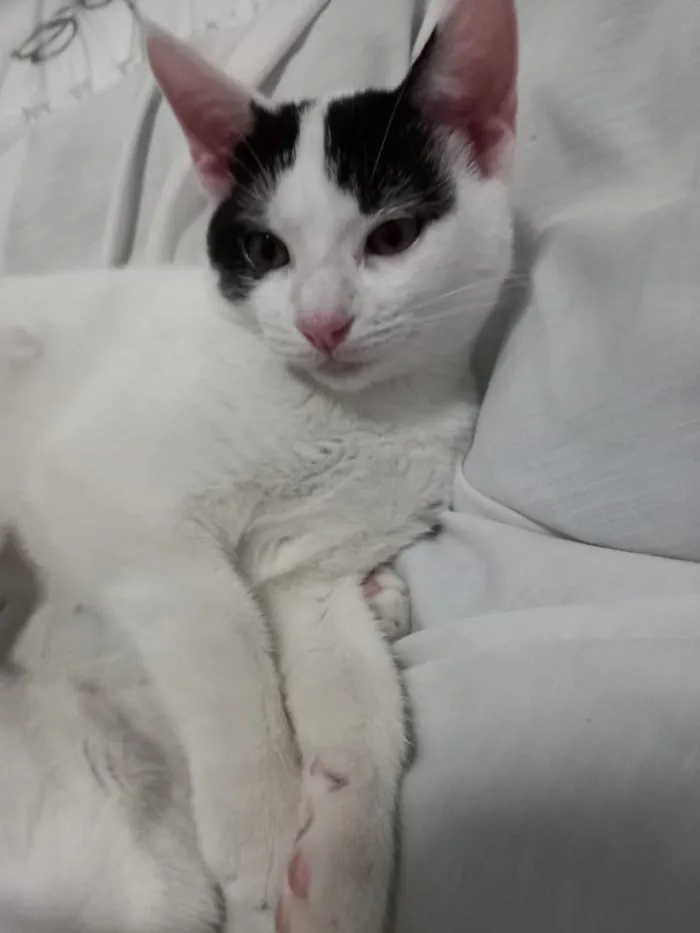 Gato ra a Viralata idade 2 a 6 meses nome Peter e May