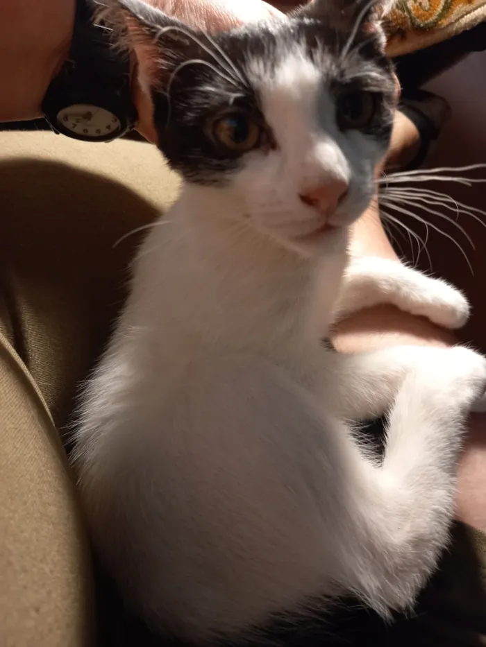 Gato ra a Viralata idade 2 a 6 meses nome Peter e May