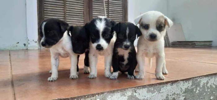 Cachorro ra a Vira-lata idade 2 a 6 meses nome sem nome 