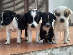 Cachorro raça Vira-lata idade 2 a 6 meses nome sem nome 