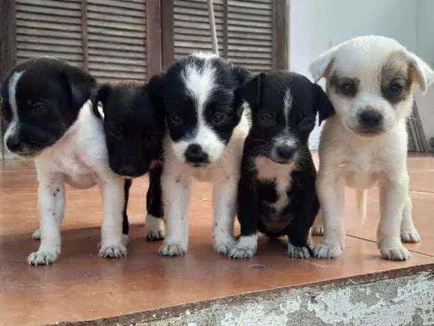 Cachorro ra a Vira-lata idade 2 a 6 meses nome sem nome 