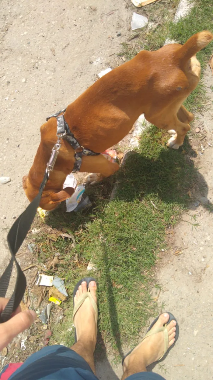 Cachorro ra a Vira-Lata idade 6 ou mais anos nome Caramelo