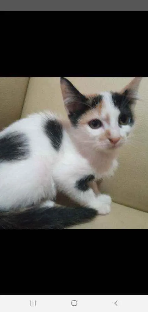 Gato raça Tricolor idade 2 a 6 meses nome Fany, Anne, melissa