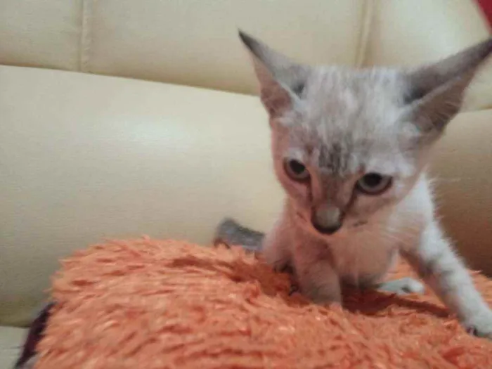 Gato raça Tricolor idade 2 a 6 meses nome Fany, Anne, melissa