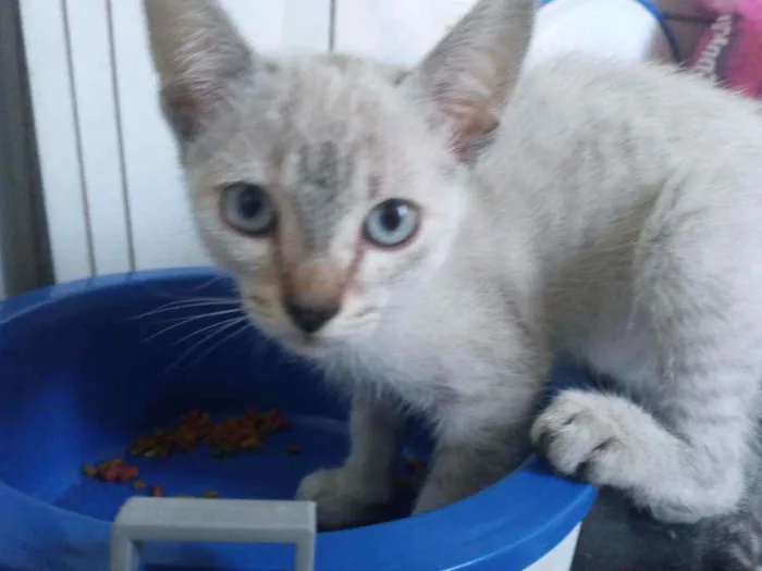 Gato raça Tricolor idade 2 a 6 meses nome Fany, Anne, melissa