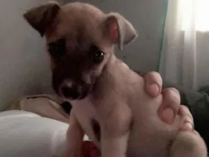 Cachorro raça Indefinida  idade 2 a 6 meses nome Meg