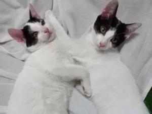 Gato raça Viralata idade 2 a 6 meses nome Peter e May
