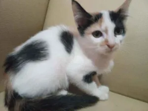 Gato raça Tricolor idade 2 a 6 meses nome Fany, Anne, melissa