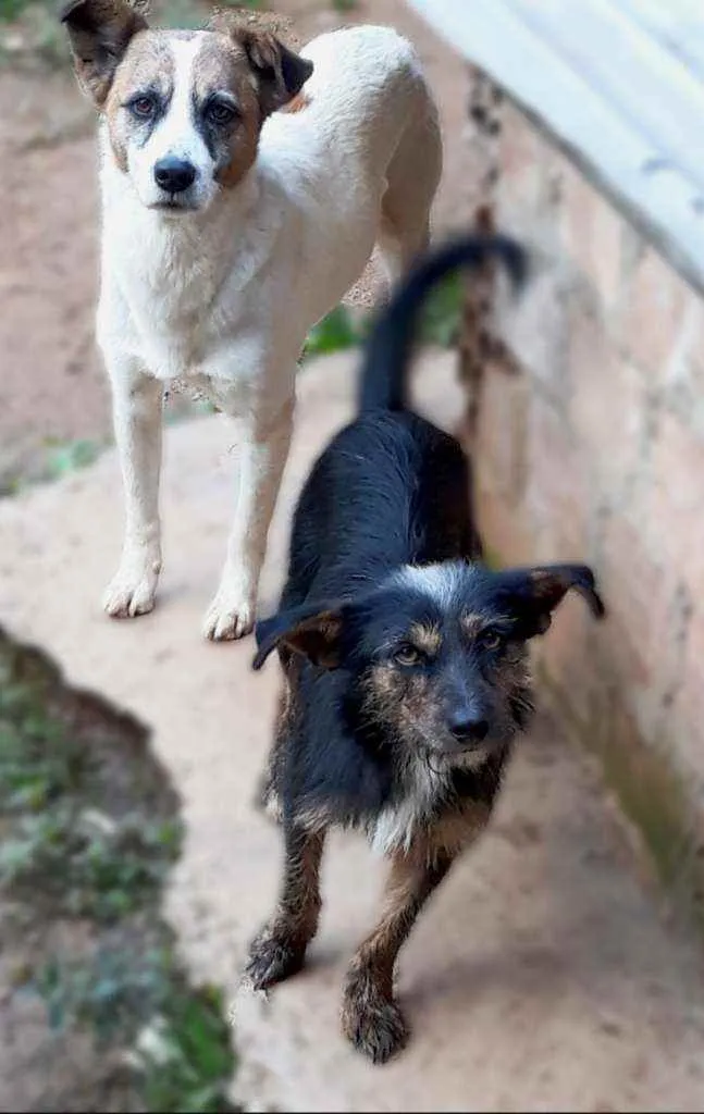 Cachorro ra a Vira lata idade 6 ou mais anos nome Apolo, Neguinha 