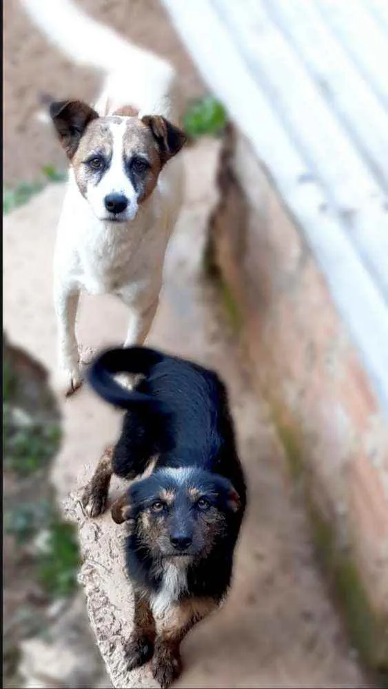 Cachorro ra a Vira lata idade 6 ou mais anos nome Apolo, Neguinha 