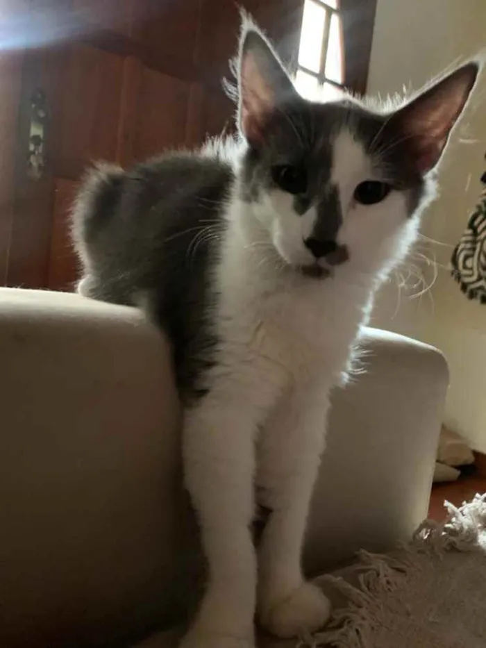 Gato ra a SRD  idade 2 a 6 meses nome Sky