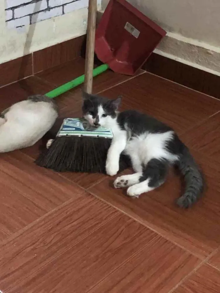 Gato ra a SRD  idade 2 a 6 meses nome Sky