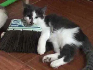 Gato raça SRD  idade 2 a 6 meses nome Sky
