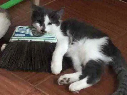 Gato ra a SRD  idade 2 a 6 meses nome Sky