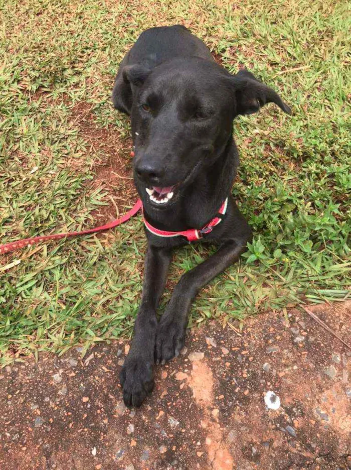 Cachorro ra a SRD idade 2 anos nome Suzana 