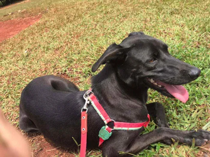 Cachorro ra a SRD idade 2 anos nome Suzana 