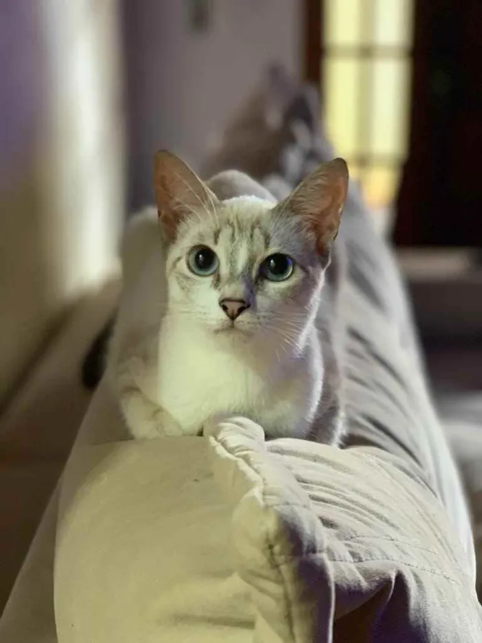Gato ra a SRD idade 2 a 6 meses nome Mary