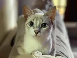 Gato raça SRD idade 2 a 6 meses nome Mary