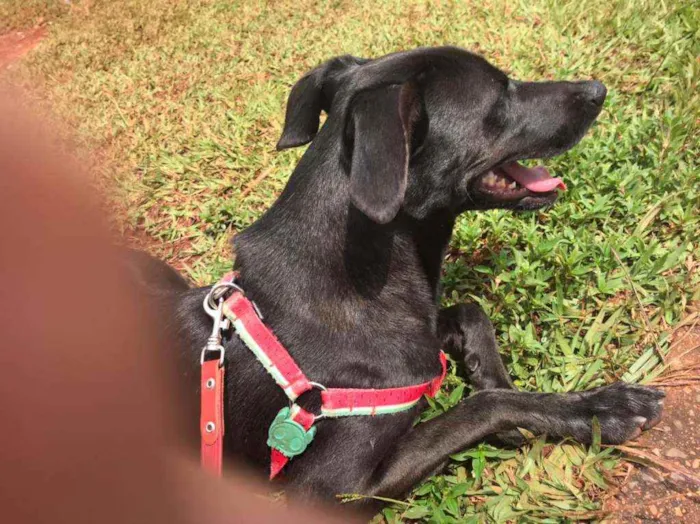 Cachorro ra a SRD idade 2 anos nome Suzana 
