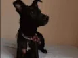 Fiona