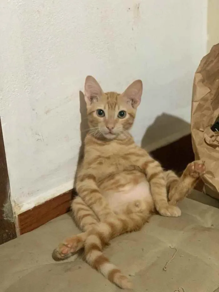 Gato ra a SRD idade 2 a 6 meses nome Tigrin 